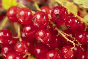 Berries of red currant close-up. Clusters of currant. photo