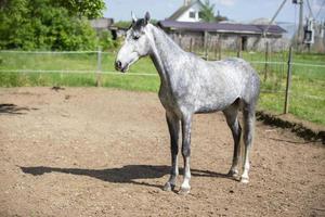 joven gris caballo en paddock. caballo detrás el cerca. foto