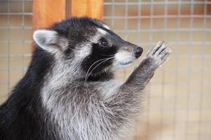 Funny raccoon in the petting zoo. photo