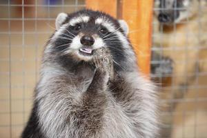 Funny raccoon in the petting zoo. photo