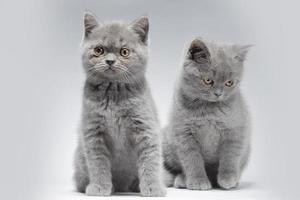 Two small blue British kittens aged two months on a gray background with intelligent eyes and beautiful muzzles. photo