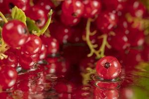 Berries of red currant close-up. Clusters of currant. photo