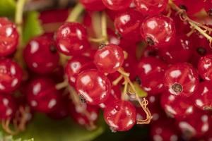 Berries of red currant close-up. Clusters of currant. photo