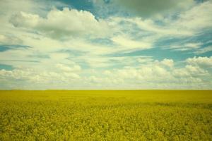 Clásico hada cuento paisaje amarillo colza campo en contra el antecedentes de un Esmeralda nublado cielo. foto