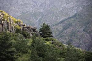 Rocky mountains with coniferous trees. photo