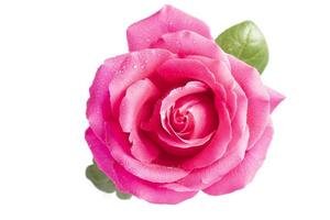 Pink rose with green leaves close-up on a white background. photo