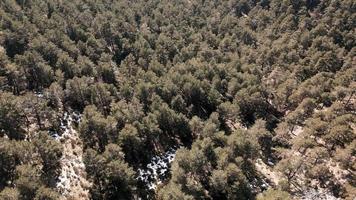 Antenne Aussicht von das Wald von Navacerrada im Madrid video