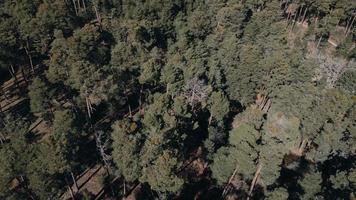 Visualizza di il foresta di navacerrada, Spagna video