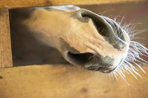 The muzzle of a horse climbs out of a wooden fence. photo