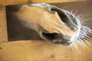 el bozal de un caballo sube fuera de un de madera cerca. foto