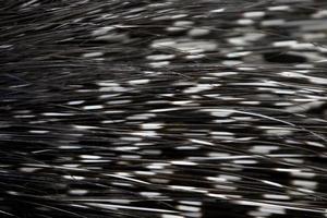 Texture from the quill tail of a porcupine. photo