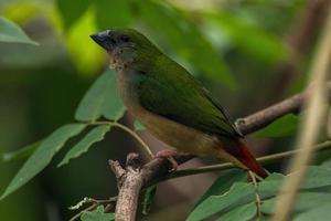 The pin tailed parrotfinch Erythrura prasina is a common species of estrildid finch found in Southeast Asia photo