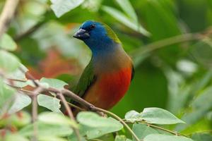 el alfiler cola pinzón loro erythrura prasina es un común especies de estrildido pinzón encontró en Sureste Asia foto