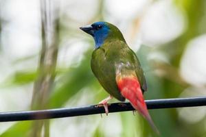 el alfiler cola pinzón loro erythrura prasina es un común especies de estrildido pinzón encontró en Sureste Asia foto