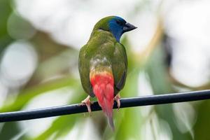 The pin tailed parrotfinch Erythrura prasina is a common species of estrildid finch found in Southeast Asia photo