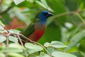 el alfiler cola pinzón loro erythrura prasina es un común especies de estrildido pinzón encontró en Sureste Asia foto