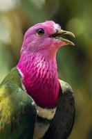 The pink headed fruit dove Ptilinopus porphyreus also known as pink necked fruit dove or Temminck's fruit pigeon, is a small colourful dove photo