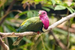 The pink headed fruit dove Ptilinopus porphyreus also known as pink necked fruit dove or Temminck's fruit pigeon, is a small colourful dove photo