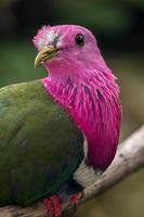 The pink headed fruit dove Ptilinopus porphyreus also known as pink necked fruit dove or Temminck's fruit pigeon, is a small colourful dove photo