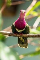 The pink headed fruit dove Ptilinopus porphyreus also known as pink necked fruit dove or Temminck's fruit pigeon, is a small colourful dove photo