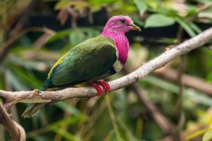 The pink headed fruit dove Ptilinopus porphyreus also known as pink necked fruit dove or Temminck's fruit pigeon, is a small colourful dove photo