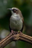 el de pico grueso helia helia crassirostris, además conocido como el flores blanco ojo, es un especies de pájaro en el familia zosteropidae foto