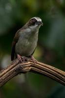 el de pico grueso helia helia crassirostris, además conocido como el flores blanco ojo, es un especies de pájaro en el familia zosteropidae foto