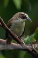 The thick-billed heleia Heleia crassirostris, also known as the Flores white eye, is a species of bird in the family Zosteropidae photo