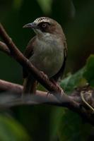 el de pico grueso helia helia crassirostris, además conocido como el flores blanco ojo, es un especies de pájaro en el familia zosteropidae foto