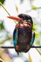 The Javan kingfisher  Halcyon cyanoventris, sometimes called the blue bellied kingfisher or Java kingfisher photo