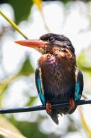 The Javan kingfisher  Halcyon cyanoventris, sometimes called the blue bellied kingfisher or Java kingfisher photo