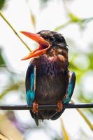 The Javan kingfisher  Halcyon cyanoventris, sometimes called the blue bellied kingfisher or Java kingfisher photo