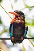 The Javan kingfisher  Halcyon cyanoventris, sometimes called the blue bellied kingfisher or Java kingfisher photo