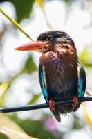 The Javan kingfisher  Halcyon cyanoventris, sometimes called the blue bellied kingfisher or Java kingfisher photo