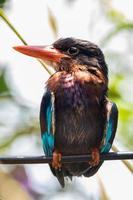 The Javan kingfisher  Halcyon cyanoventris, sometimes called the blue bellied kingfisher or Java kingfisher photo