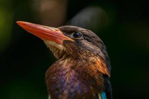 The Javan kingfisher  Halcyon cyanoventris, sometimes called the blue bellied kingfisher or Java kingfisher photo