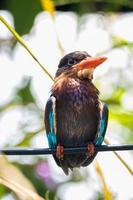 The Javan kingfisher  Halcyon cyanoventris, sometimes called the blue bellied kingfisher or Java kingfisher photo