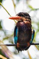 The Javan kingfisher  Halcyon cyanoventris, sometimes called the blue bellied kingfisher or Java kingfisher photo