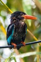 The Javan kingfisher  Halcyon cyanoventris, sometimes called the blue bellied kingfisher or Java kingfisher photo