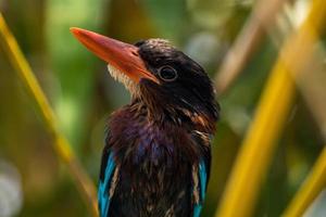 The Javan kingfisher  Halcyon cyanoventris, sometimes called the blue bellied kingfisher or Java kingfisher photo