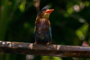 The Javan kingfisher  Halcyon cyanoventris, sometimes called the blue bellied kingfisher or Java kingfisher photo