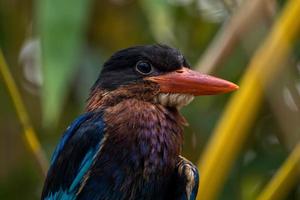 The Javan kingfisher  Halcyon cyanoventris, sometimes called the blue bellied kingfisher or Java kingfisher photo