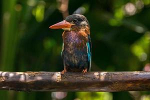 The Javan kingfisher  Halcyon cyanoventris, sometimes called the blue bellied kingfisher or Java kingfisher photo