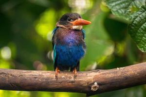 The Javan kingfisher  Halcyon cyanoventris, sometimes called the blue bellied kingfisher or Java kingfisher photo