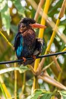 The Javan kingfisher  Halcyon cyanoventris, sometimes called the blue bellied kingfisher or Java kingfisher photo