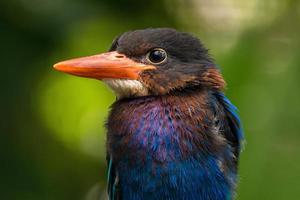 The Javan kingfisher  Halcyon cyanoventris, sometimes called the blue bellied kingfisher or Java kingfisher photo