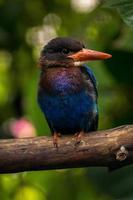 The Javan kingfisher  Halcyon cyanoventris, sometimes called the blue bellied kingfisher or Java kingfisher photo