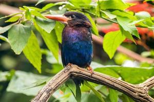 The Javan kingfisher  Halcyon cyanoventris, sometimes called the blue bellied kingfisher or Java kingfisher photo