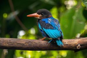 The Javan kingfisher  Halcyon cyanoventris, sometimes called the blue bellied kingfisher or Java kingfisher photo