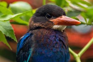 The Javan kingfisher  Halcyon cyanoventris, sometimes called the blue bellied kingfisher or Java kingfisher photo